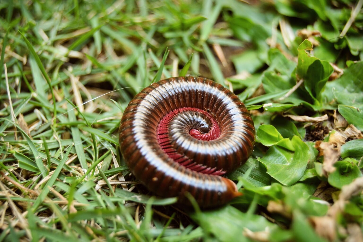How Much Do You Really Know About The Millipedes In Charlotte?