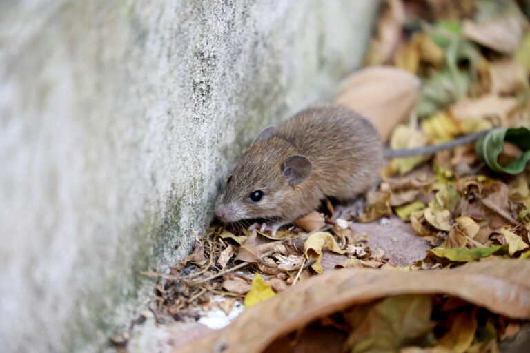 House mouse squeezing through a small gap along a home’s foundation in fall