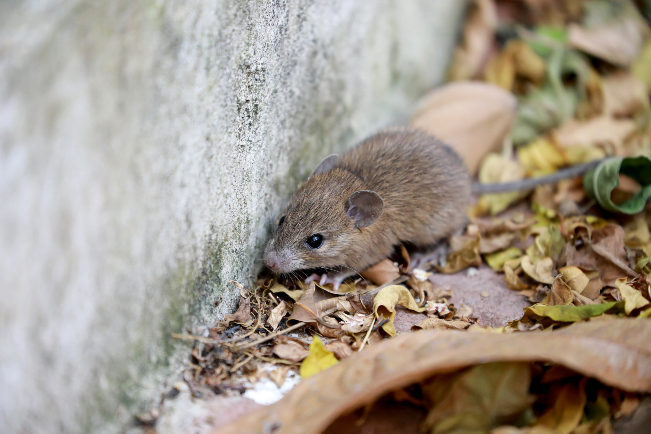 House mouse squeezing through a small gap along a home’s foundation in fall