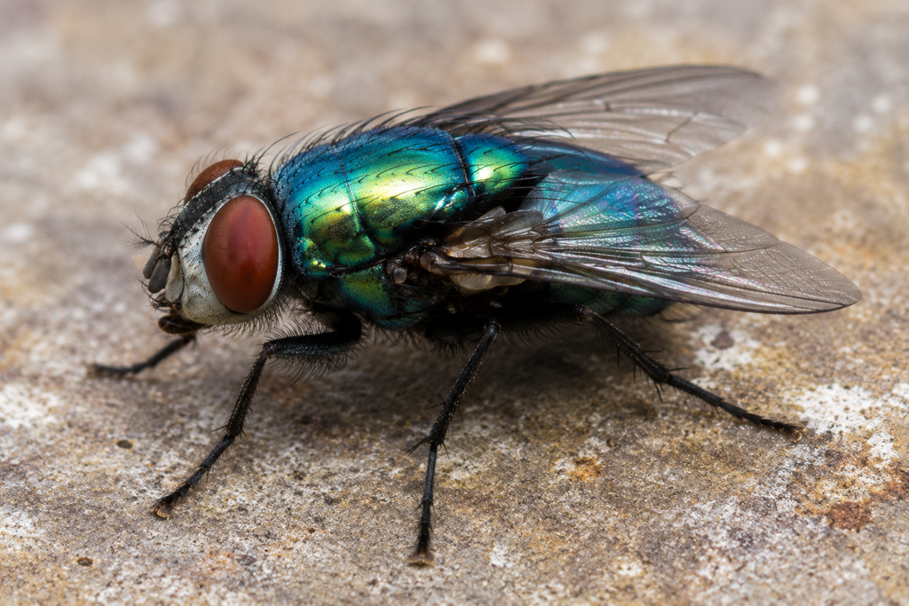 close up of fly outside of home