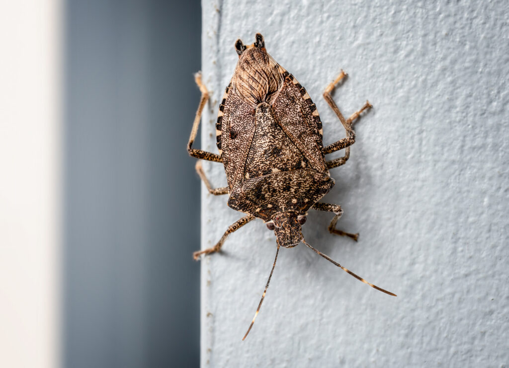 up-close-view-of-stink-bug
