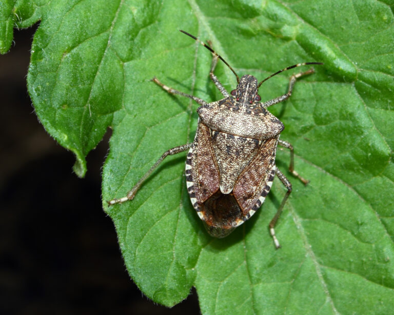 how-to-get-rid-of-stink-bugs-inside-outside
